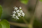 Dwarf ginseng